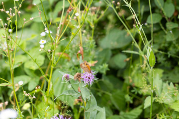 Habitat for insects, wildflowers and herbs in rural garden.