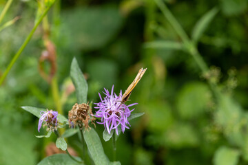 Habitat for insects, wildflowers and herbs in rural garden.