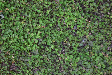 close-up view of small trefoil trees along the ground