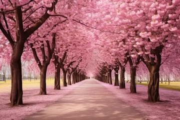Fotobehang beautiful pink flowering cherry tree way © Celina