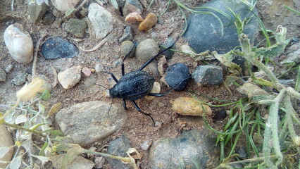 beetle on the ground
