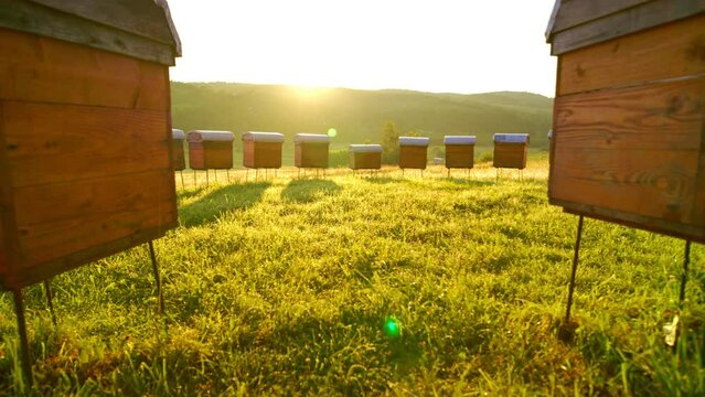 Modern apiary outside consisting of lots of beehives and bees flying around. Beautiful wooden hives standing on grass. Beekeeping concept. Apiculture sphere.