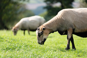 Obraz premium British Sheep grazing on green meadows,near the Malvern Hills,Herefordshire,England,United Kingdom.