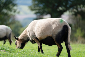 British Sheep grazing on green meadows,near the Malvern Hills,Herefordshire,England,United Kingdom.
