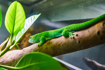 Cute green lizard with orange spots on back resting on log in terrarium - Powered by Adobe