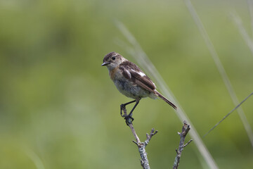 Fototapeta premium 白背景のガーベラの花束