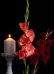 flowers Gladiolus, multi-flowered inflorescence, colorful spiky decorative plant, close-up on a black background with a white burning candle