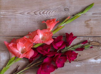 Gladiolus flowers, multi-flowered inflorescence, colorful spiky decorative plant, close-up against the background of wooden planks in full bloom