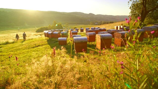 Lovely apiary with lots of beehives producing honey set outdoors with picturesque views and two professional beekeepers approaching on background. Apiculture concept. Beekeeping.