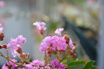 pink and white flowers