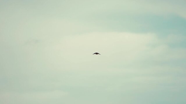 Small Rock Kestrel Falcon hovering in the middle of frame slow motion. Bird in flight in the sky. 
