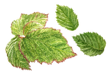 Watercolor illustration of a boysenberry leaves, isolated on white background.