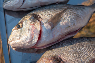 Fresh sea bream fish from the Aegean Sea on a tray in the restaurant is waiting to be cooked. Gokceada, Imbros island, Canakkale
