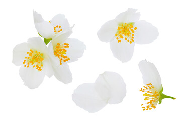 Jasmine flowers isolated on white background with full depth of field