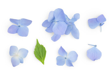 Blue Hydrangea flower isolated on white background. Top view. Flat lay