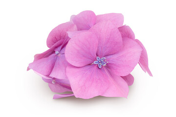 Pink Hydrangea flower isolated on white background