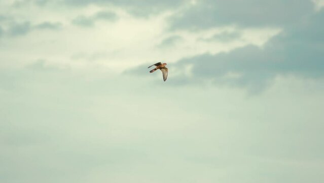 Small Rock Kestrel Falcon hovering in the middle of frame slow motion. Bird in flight in the sky. 