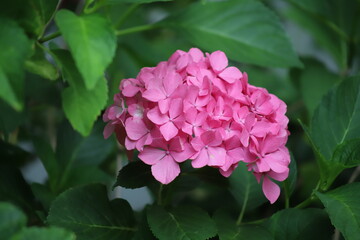 Obraz premium Pink hortensia (Hydrangea macrophylla) - pink flowers and green leaves