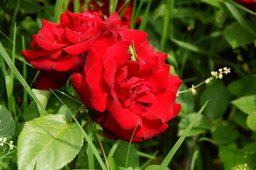 Beautiful flowers in the garden