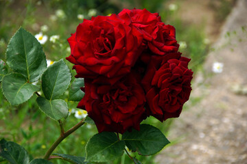 Beautiful flowers in the garden