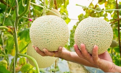 cantaloupe melon  in a hand.