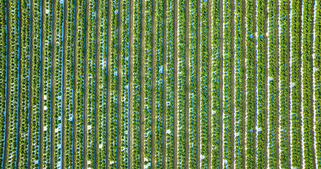 Straight down aerial of strawberry plants on farmland in several long vertical rows