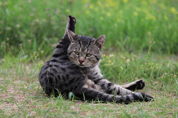 Tabby cat sitting on the grass in a strange position, with one paw raised in the air