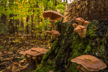 Fototapeta premium mushrooms in the forest gorwing on tree