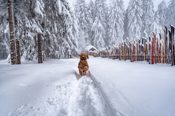 dog running joyfully in snow covered landscape and forest