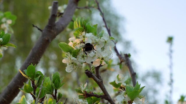 blossomed plum tree with bumblebee, 3 clips