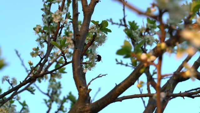 blossomed plum tree with bumblebee, 3 clips