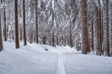 winter forest in the snow