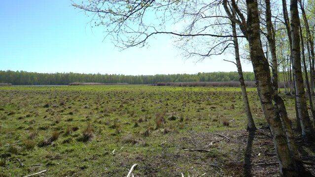 Wetland in spring time with bearches
