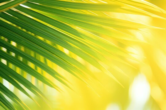 blurred palm leaf background with close-up of a palm