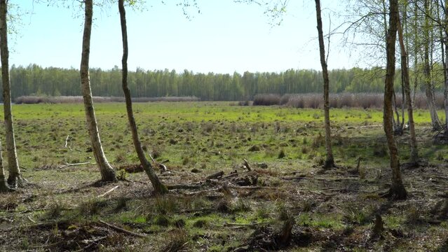 Wetland in spring time with bearches