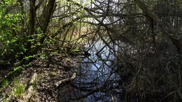 dense forest in wetland with water and impervious branches