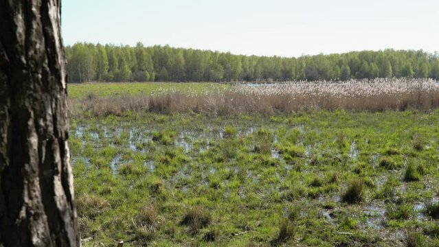 Wetland in springtime with grass, water and trees