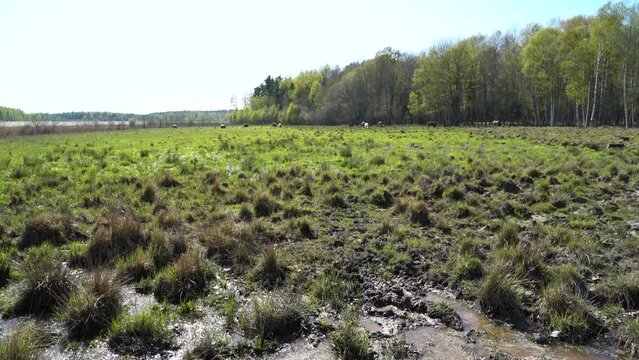 view of a wetland meadow with swamp and cows