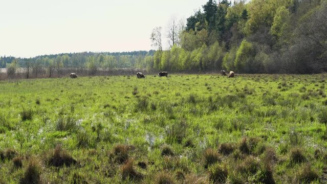 cows in the wetland meadow