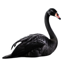 a Black swan floating side view in a Wildlife-themed, photorealistic illustration in a PNG, cutout, and isolated. Generative AI