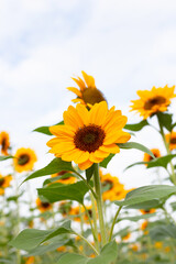 Obraz premium Sunflower field, Beautiful summer landscape.