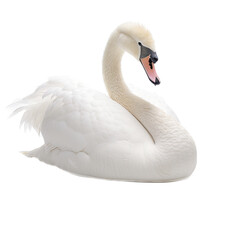 Fototapeta premium a White swan floating side view in a Wildlife-themed, photorealistic illustration in a PNG, cutout, and isolated. gernerative ai