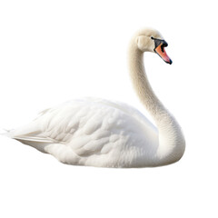 a White swan floating side view in a Wildlife-themed, photorealistic illustration in a PNG, cutout, and isolated. gernerative ai