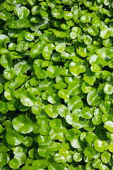 Centella asiatica (gotu kola). Fresh green leaves herb background.