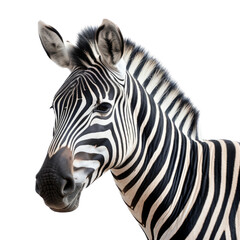 a Zebra portrait 3/4 view in a Wildlife-themed, photorealistic illustration in a PNG, cutout, and isolated. generative AI