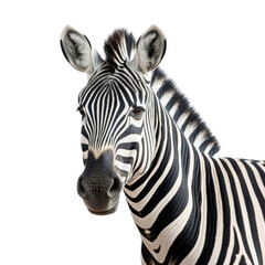 Fototapeta na wymiar a Zebra portrait 3/4 view in a Wildlife-themed, photorealistic illustration in a PNG, cutout, and isolated. generative AI