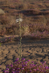 Desert lily blooming above the Algodones dunes in southern California.