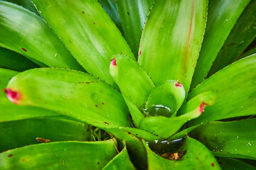 Obraz premium Water collecting inside center of green succulent with little red tips