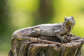 Iguana sunbathing on a tree trunk with a green background