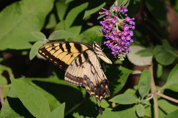 Yellow butterfly on flower